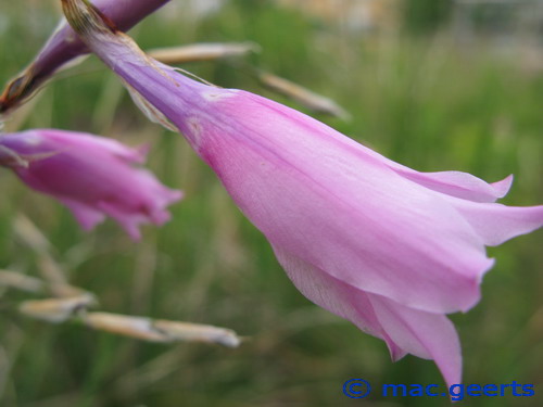 Dierama grandiflorum